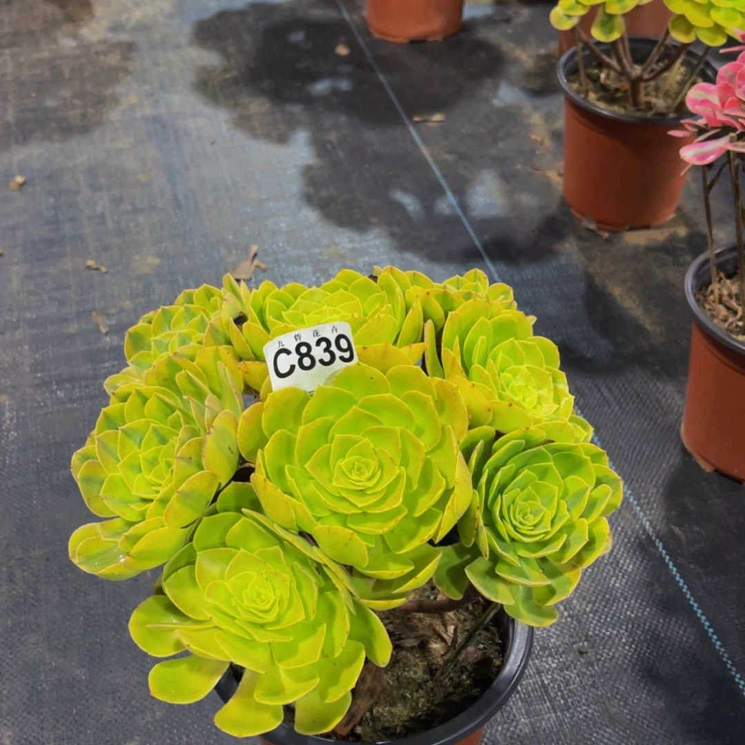 【闪购商品】83900雨荷