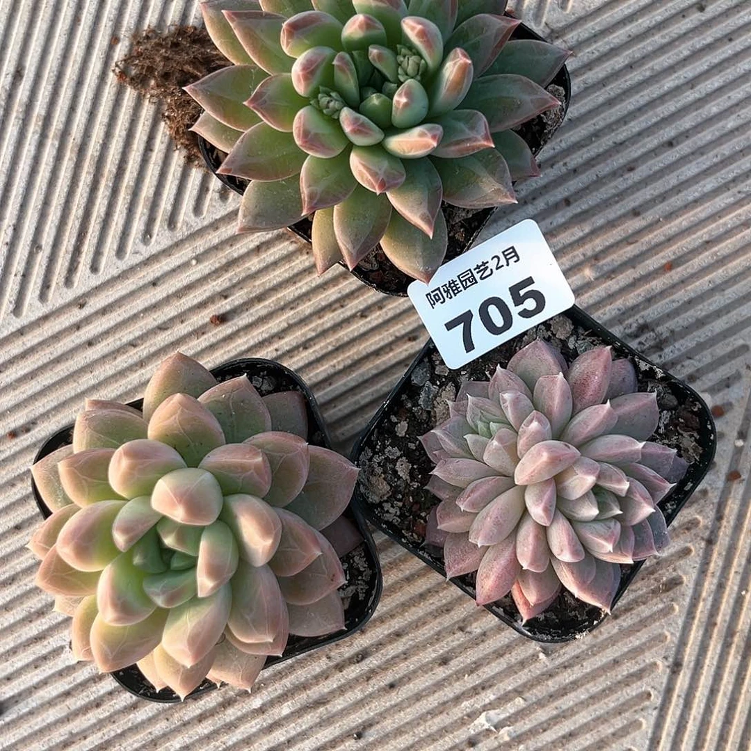 阿雅园艺。   705