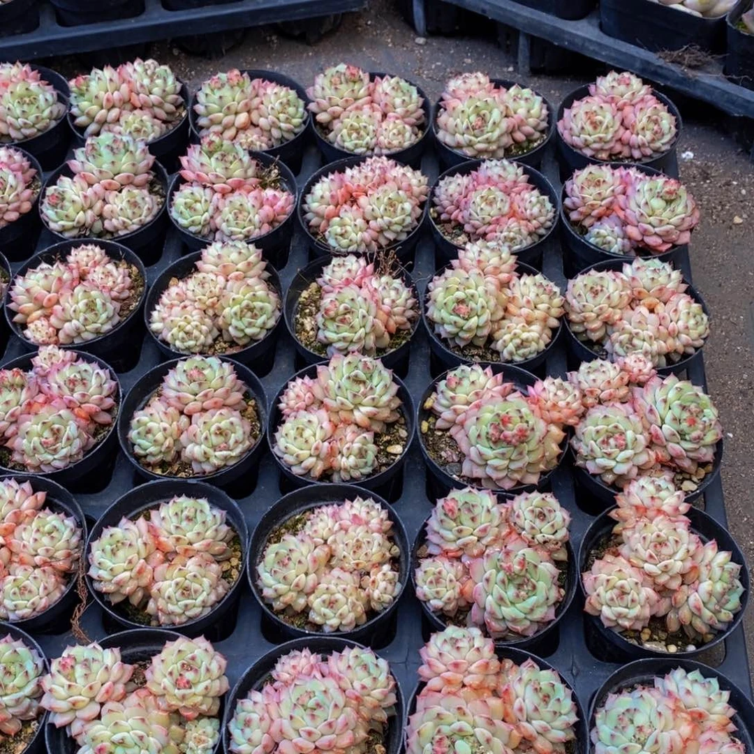 087的人生态度量拍6颗