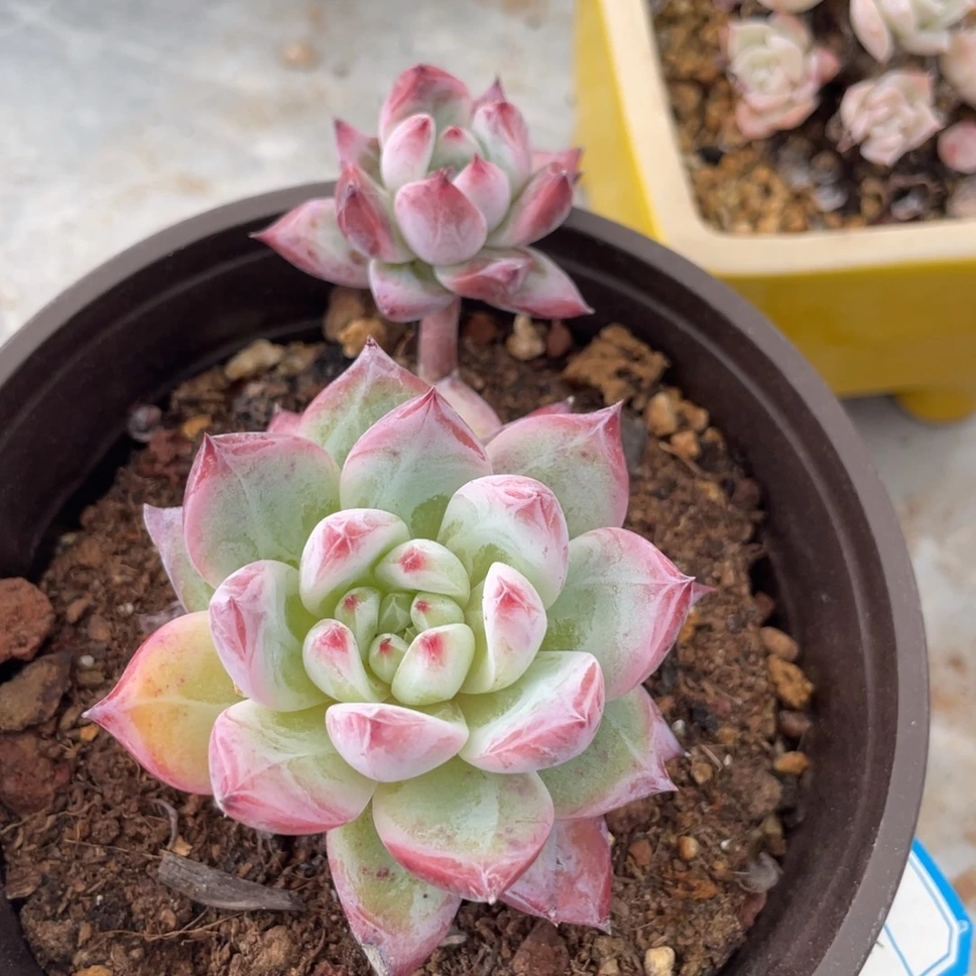 蜜卡双头满35包邮