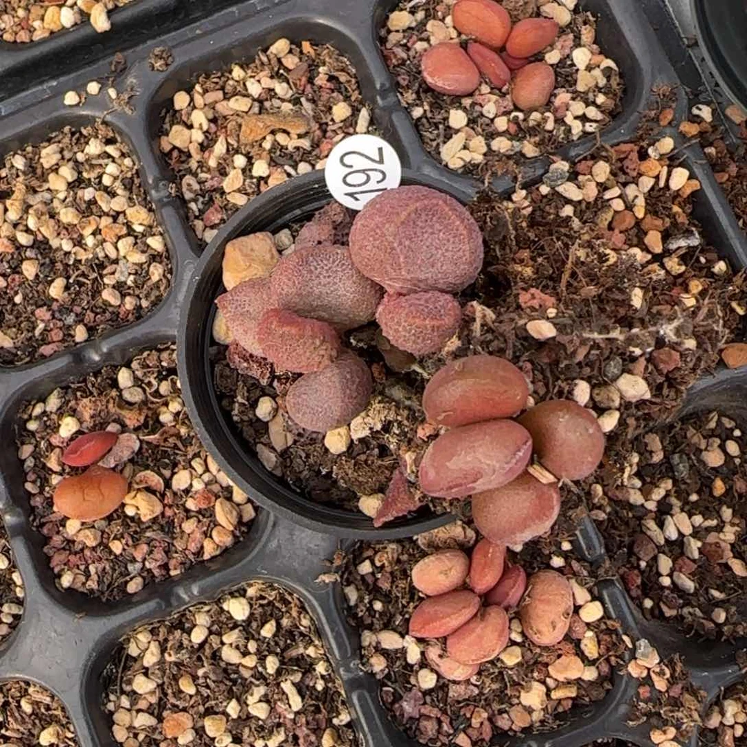 水蜜桃水泡多肉192