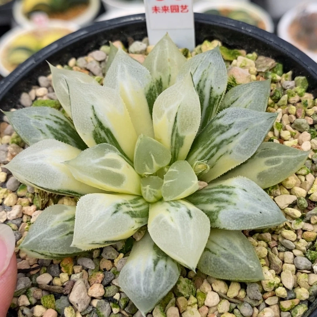 66爱心寿锦一物一拍