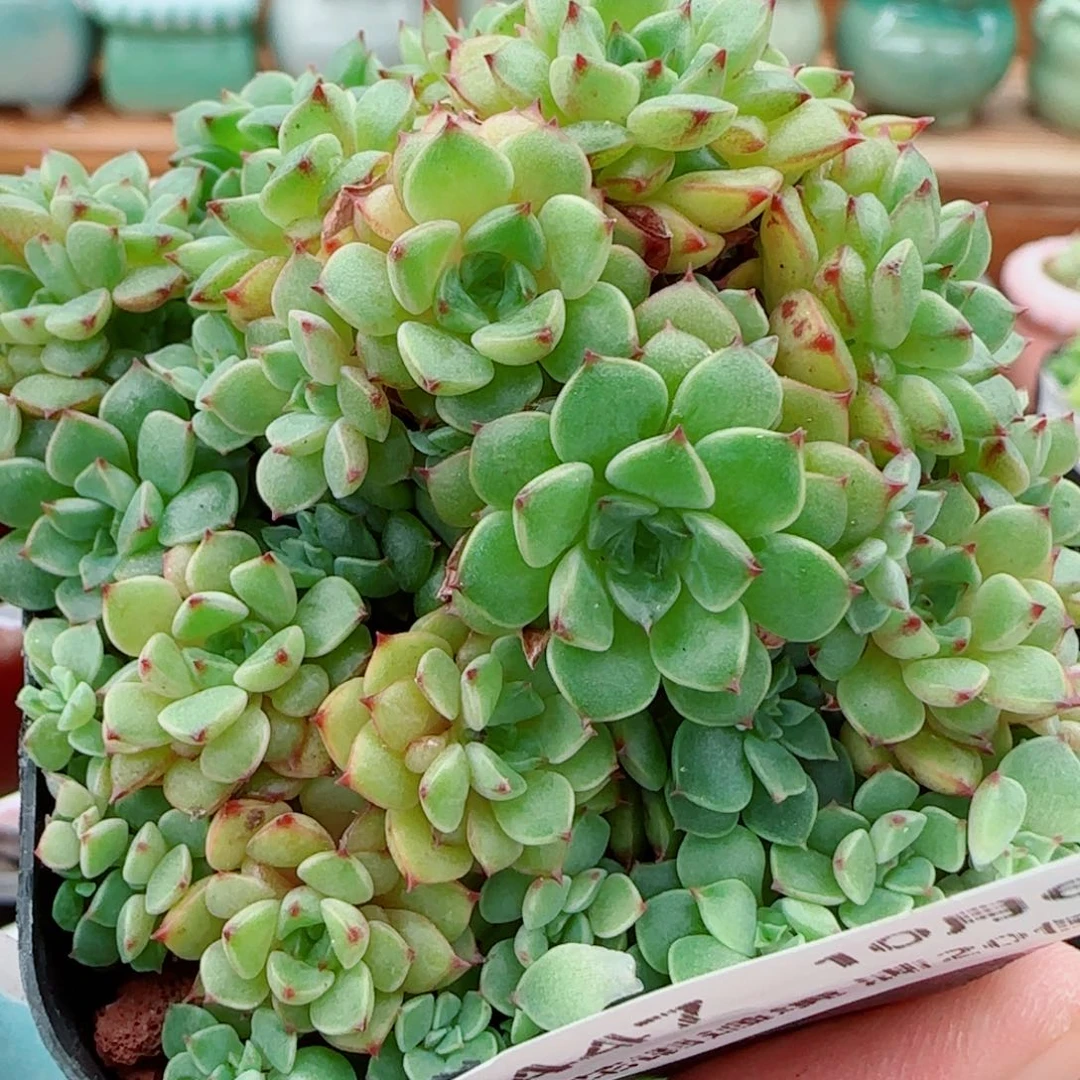 花语逸镜1006-447甜茶