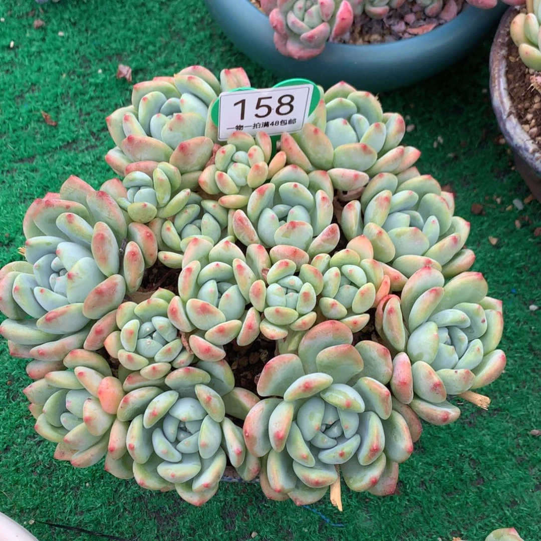 大叶望舒老桩平头158