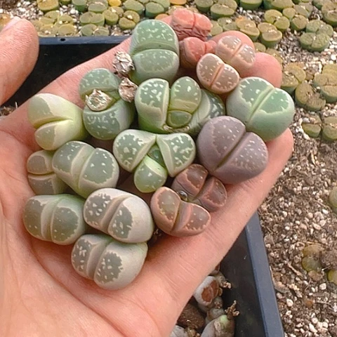 【闪购商品】25401