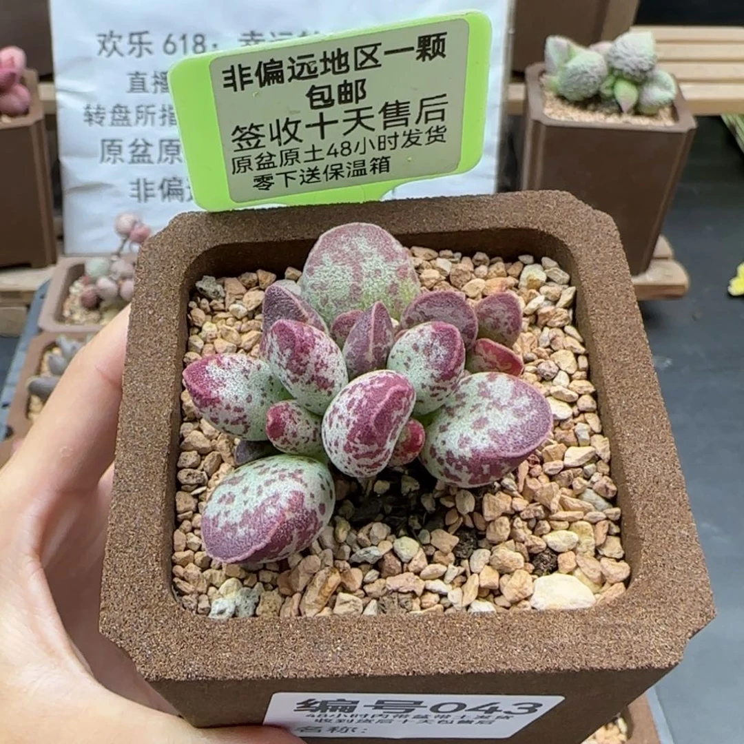 043艾薇微瑕多肉