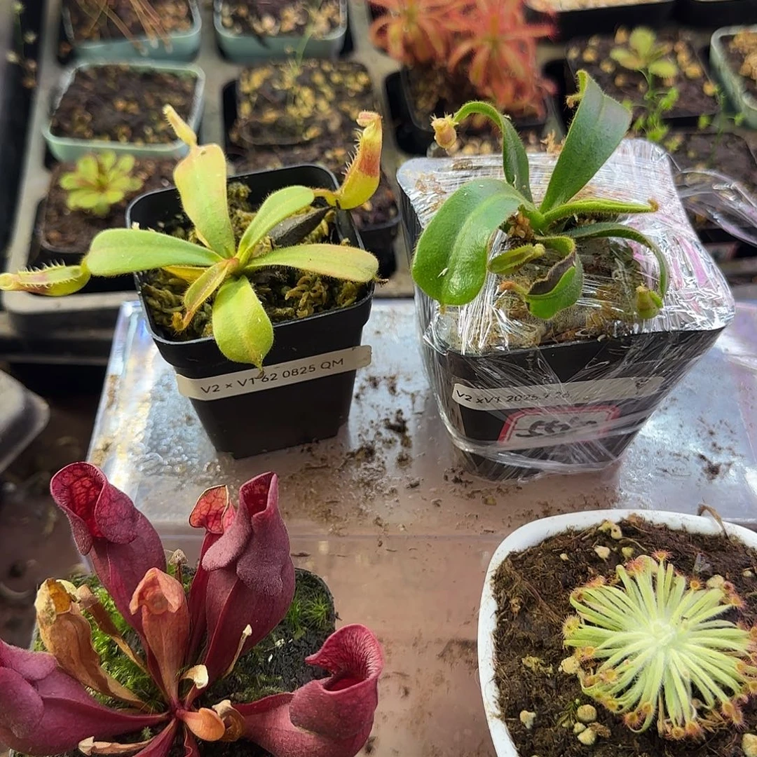 完全开放左右可选Cd徐