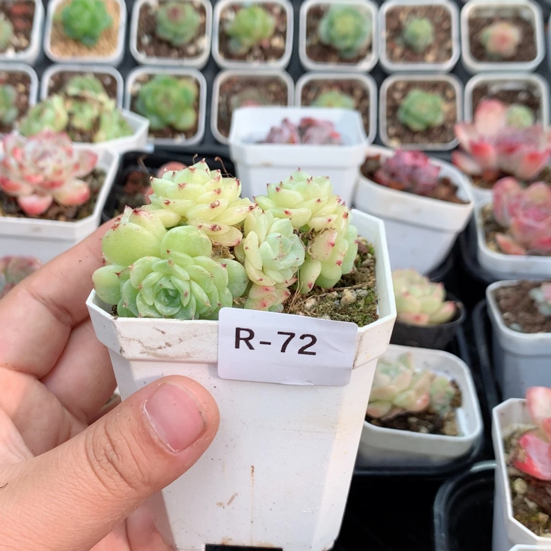 无花朵R72英语英语