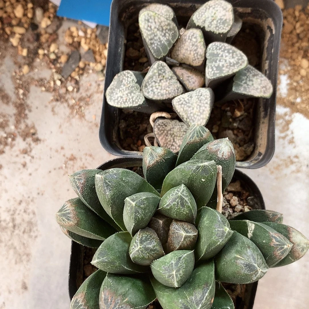 阿***9一物一拍，带盆带土