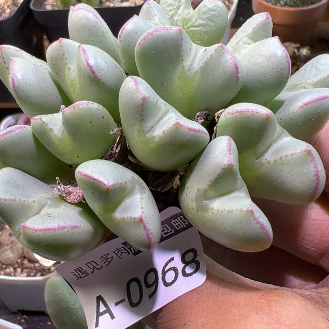 多肉植物111111111111111