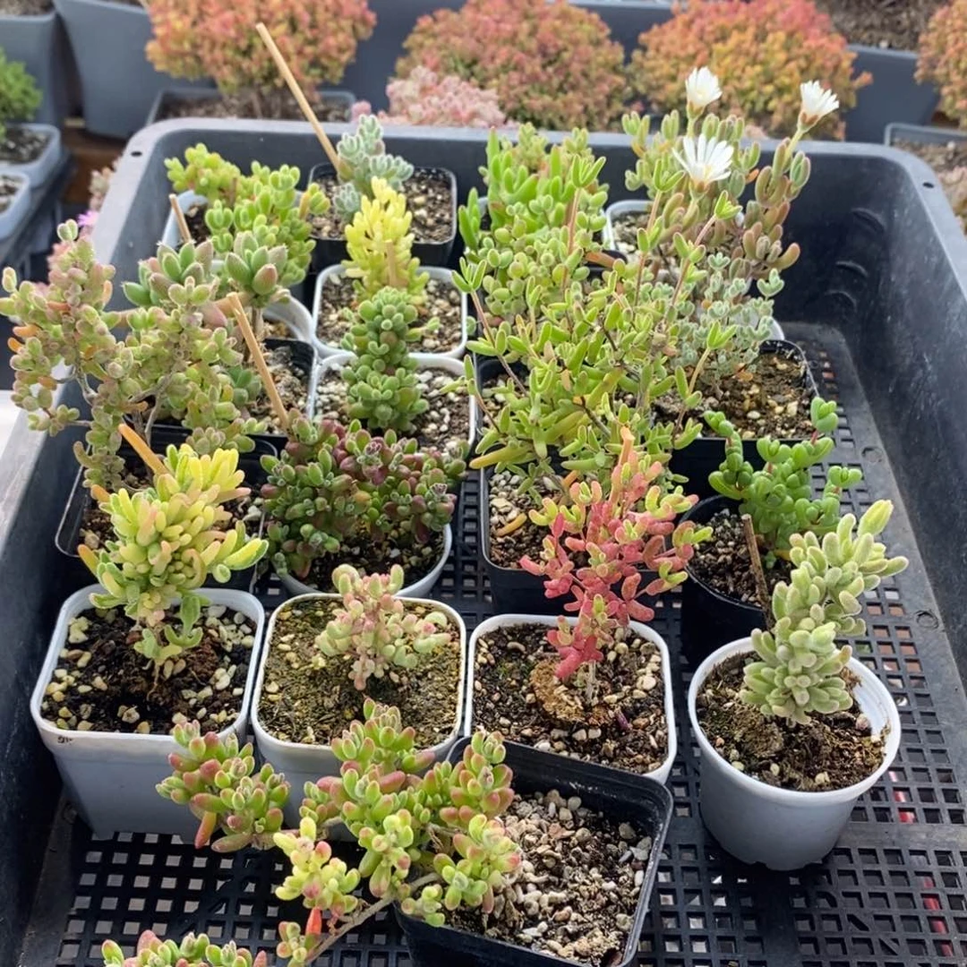 幸**?组合6889枝干番杏