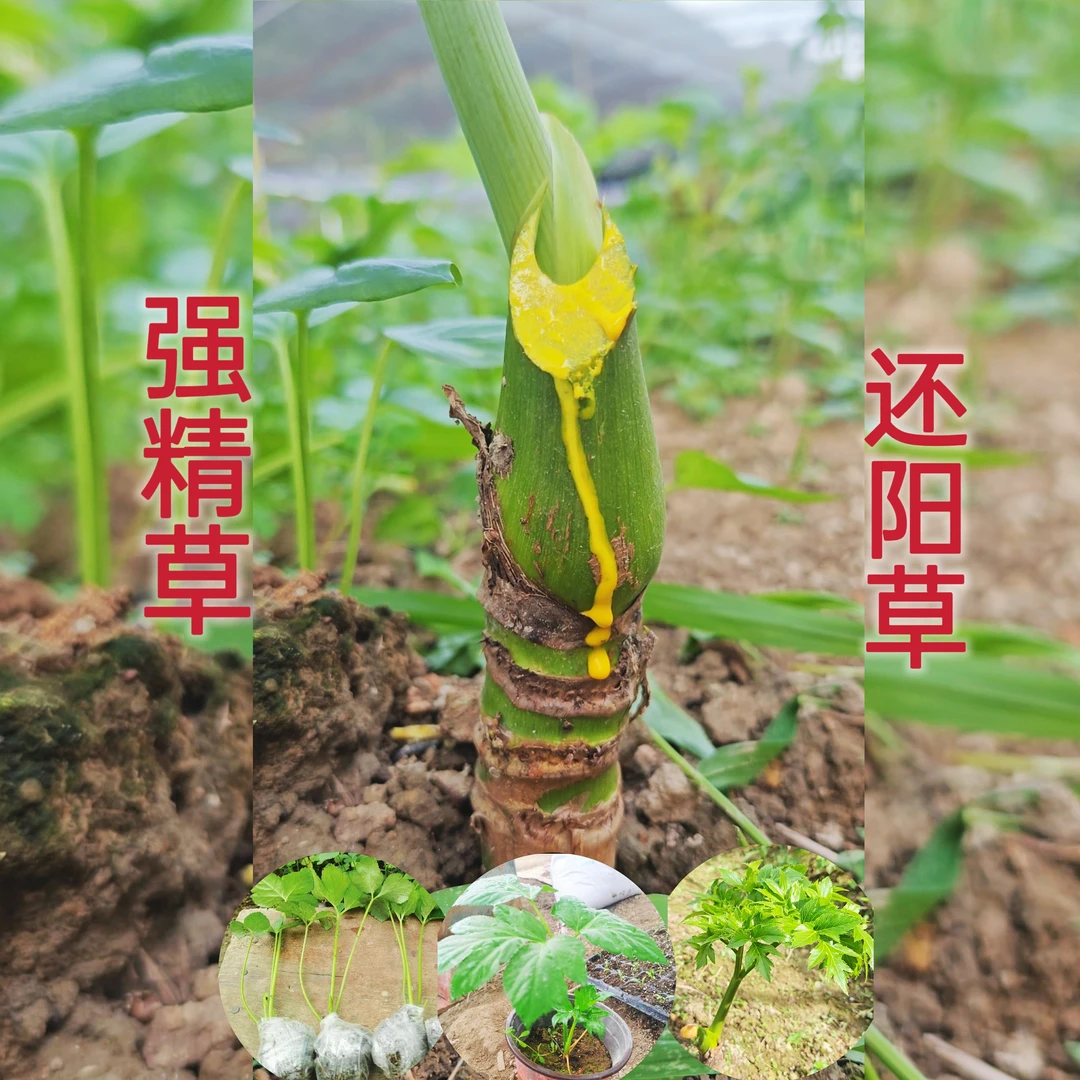 还阳草长寿菜神仙草强精草盆栽连盆带土四季可种阳台庭院种植