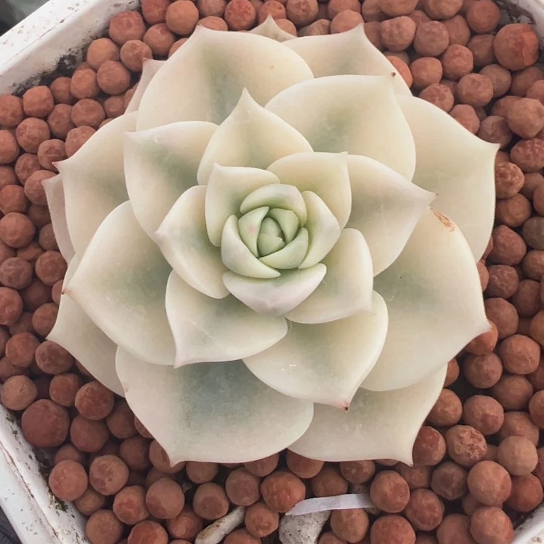 白牡丹锦，覆轮锦多肉