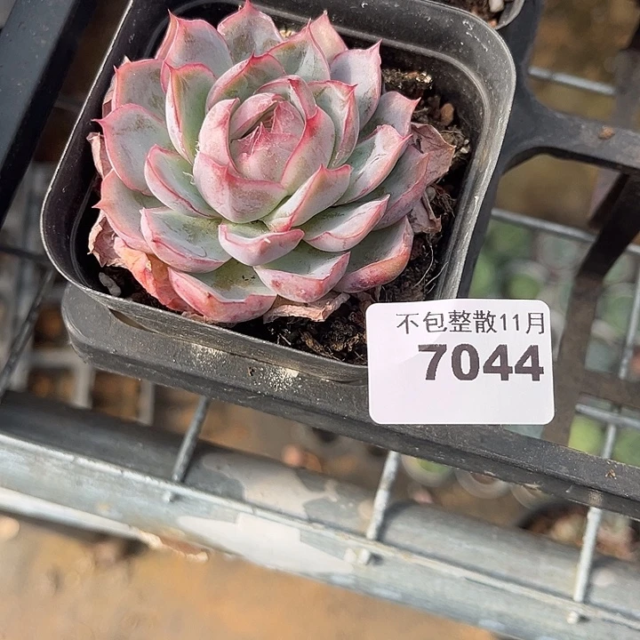 阿雅园艺。         7044幻影玫瑰