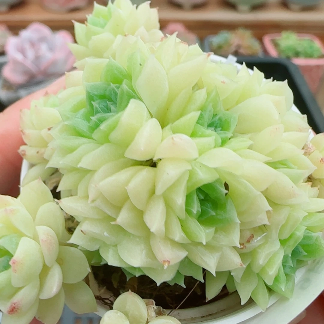 花语逸镜0926-24散
