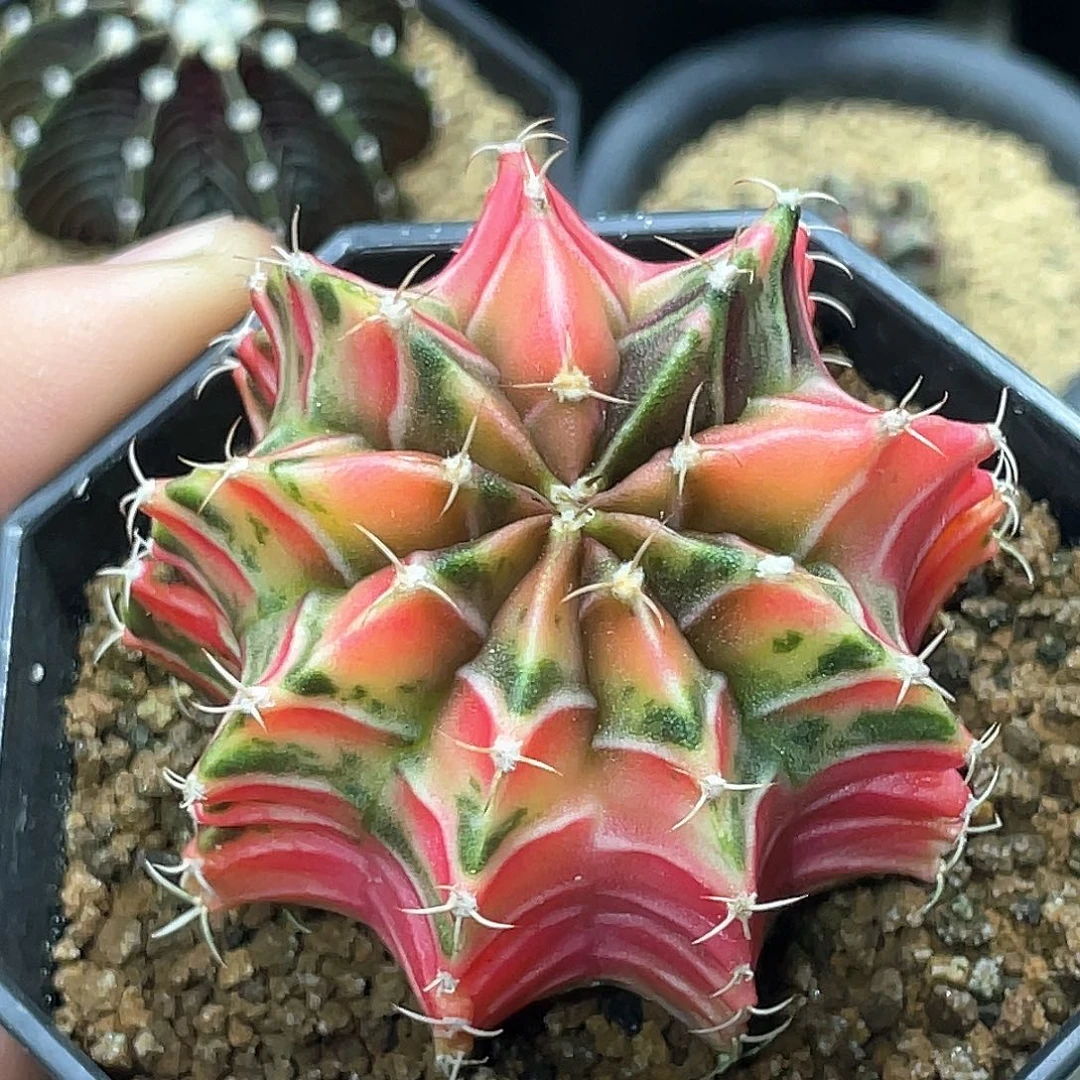 当前无花朵，栽培后可花朵