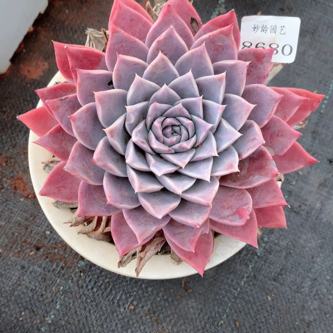 飘**雪8680杂交多肉植物基地