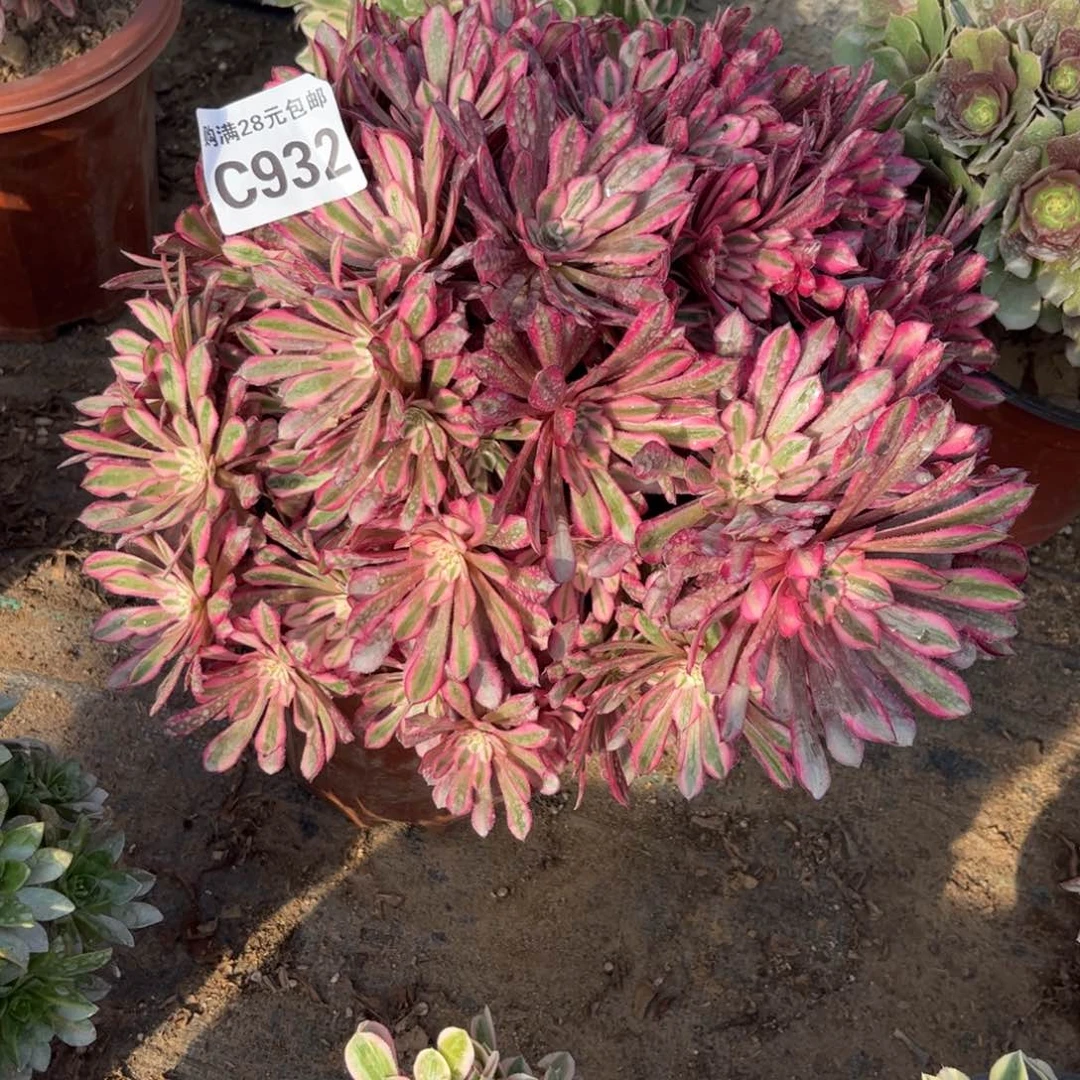 932多肉植物黑铜壶超白