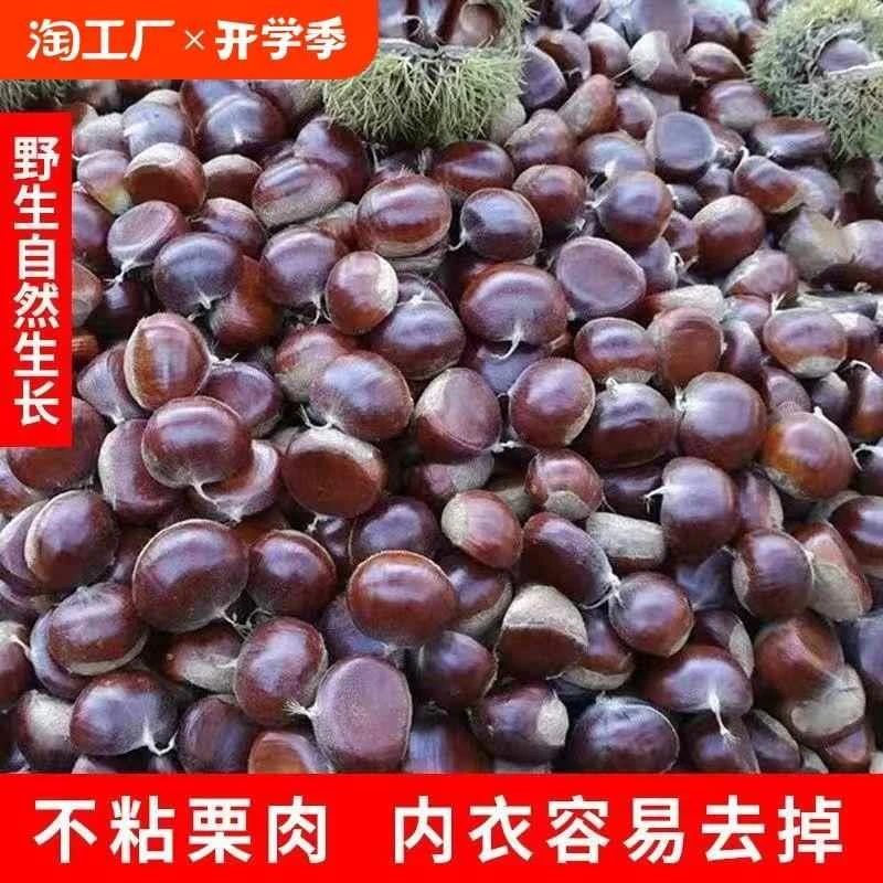 新鲜农家现摘板栗栗子生板栗新货小毛油板栗糖炒板栗香甜软糯直发