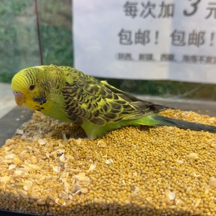 虎皮鹦鹉大头虎皮鹦鹉