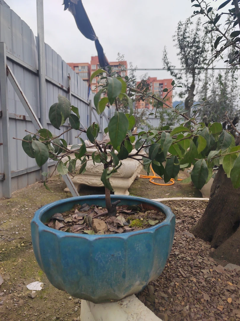 金弹子小型盆景。