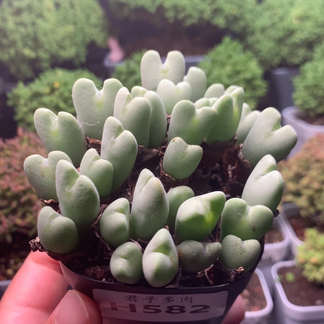 582橙花少将。