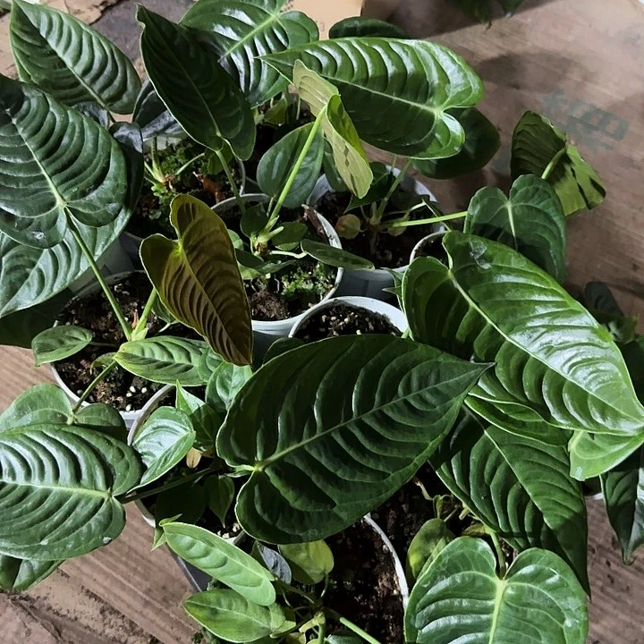 无花朵火鹤王花烛不包叶损