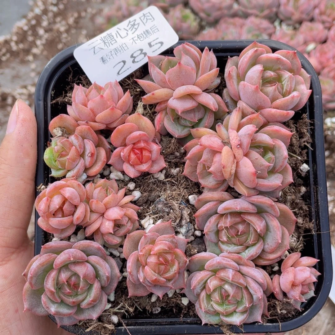 云糖心多肉植物285