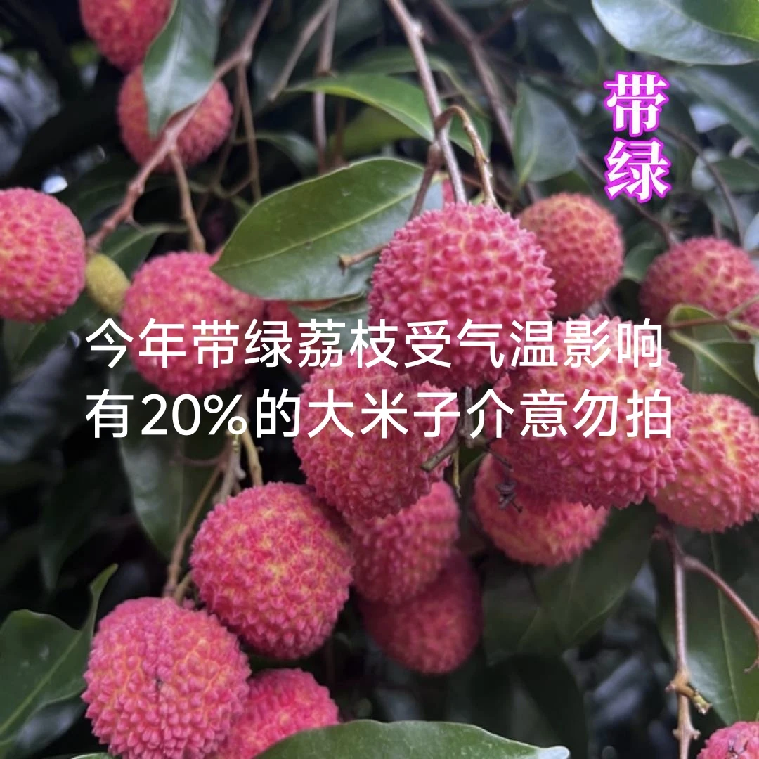 【顺丰｜带绿冷链】合江正宗带绿荔枝当季现摘现发带绿荔枝整箱