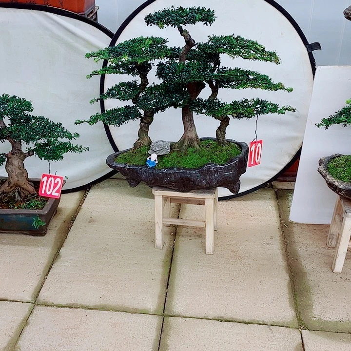 无花朵罗汉松盆景艺术的