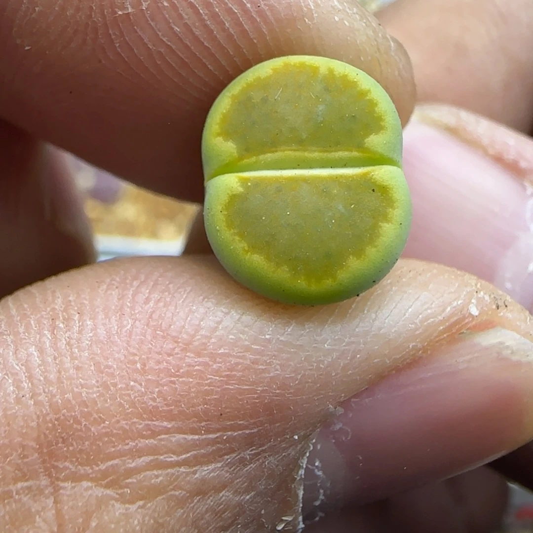 358 生石花大棚直播