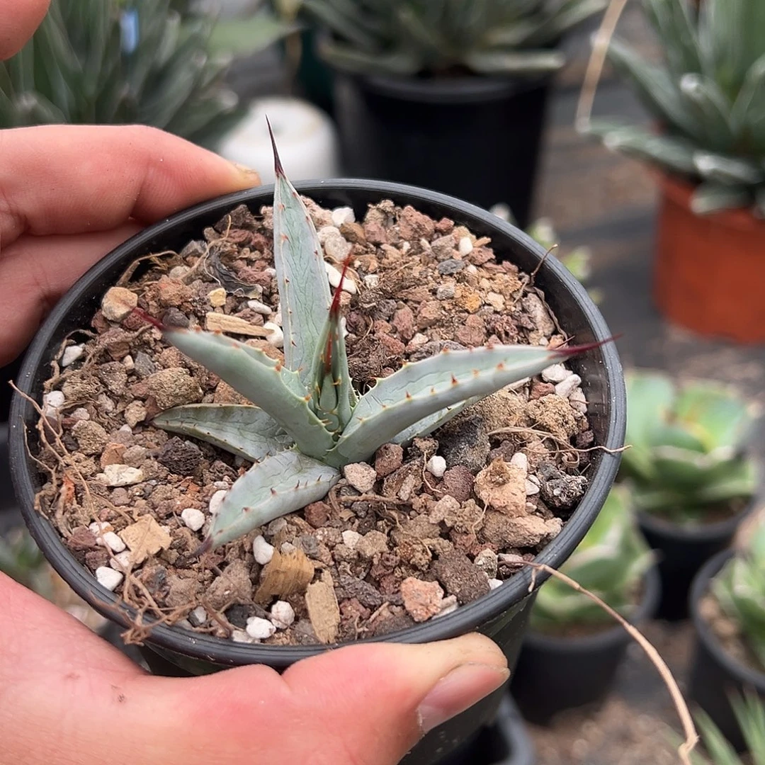 丸叶八荒殿龙舌兰姬八荒殿