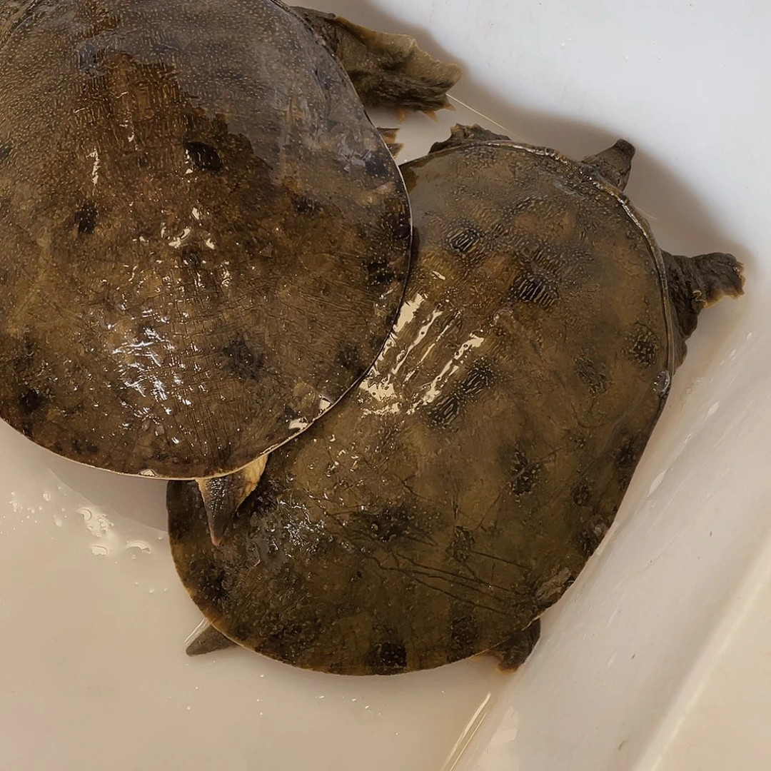 中国大陆12345678