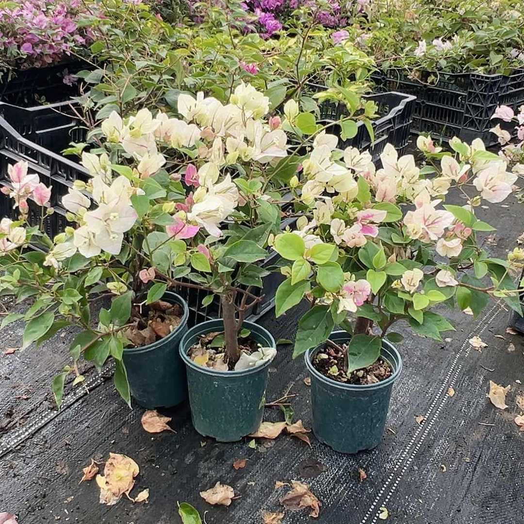 大部分花苞少量开放章红英掌中宝一颗