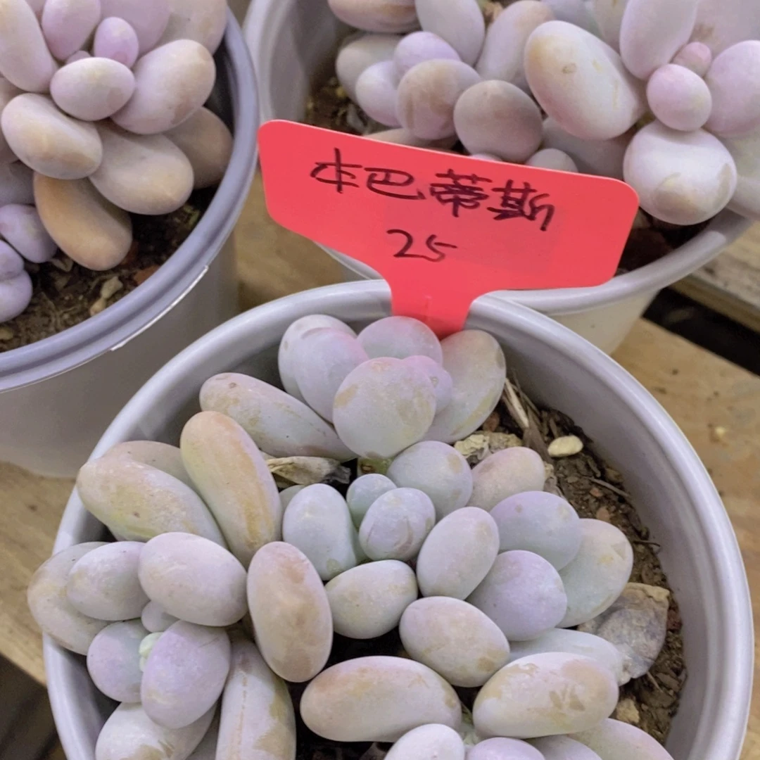 最后一场直播，来日方长，一单包邮