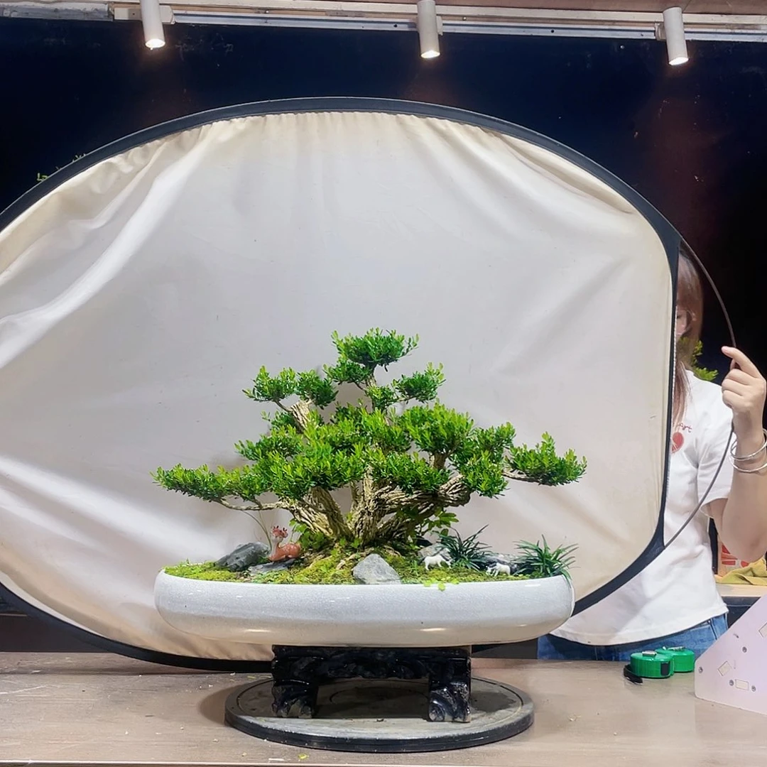 完全开放黄杨盆景四季常青