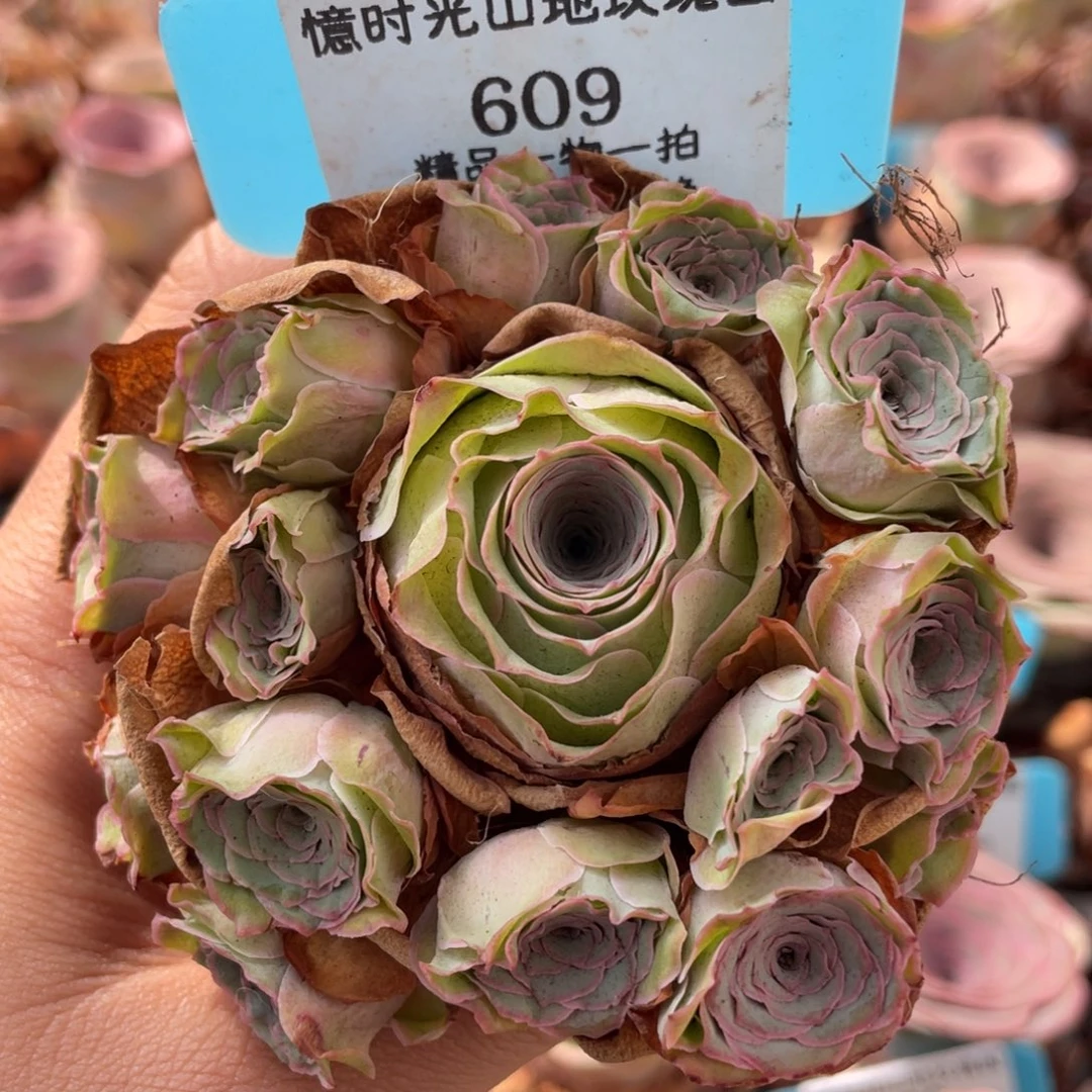 山地玫瑰609断枝不包损不售后