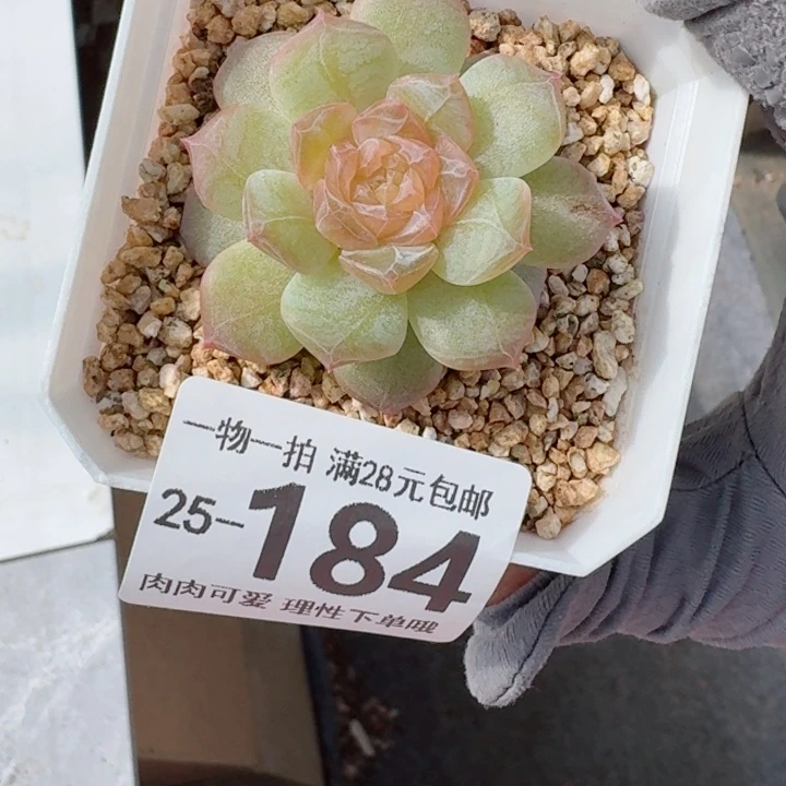 玻璃樽多肉无盆土发货无