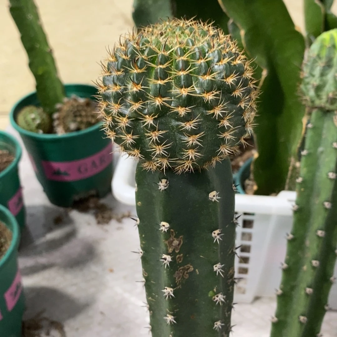 新品丽花L43母本绣谱