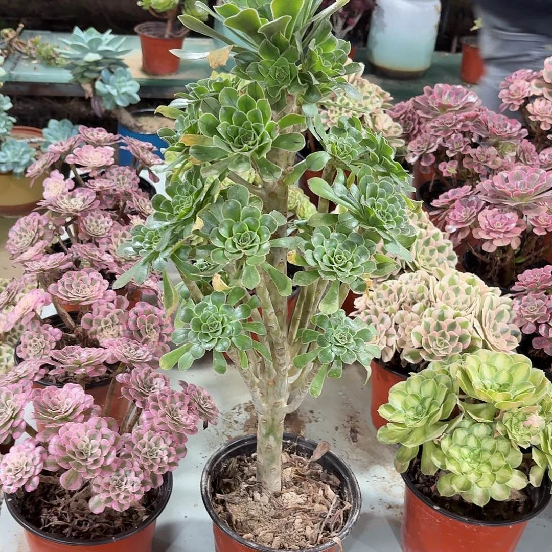 391原始绿法师多肉植物