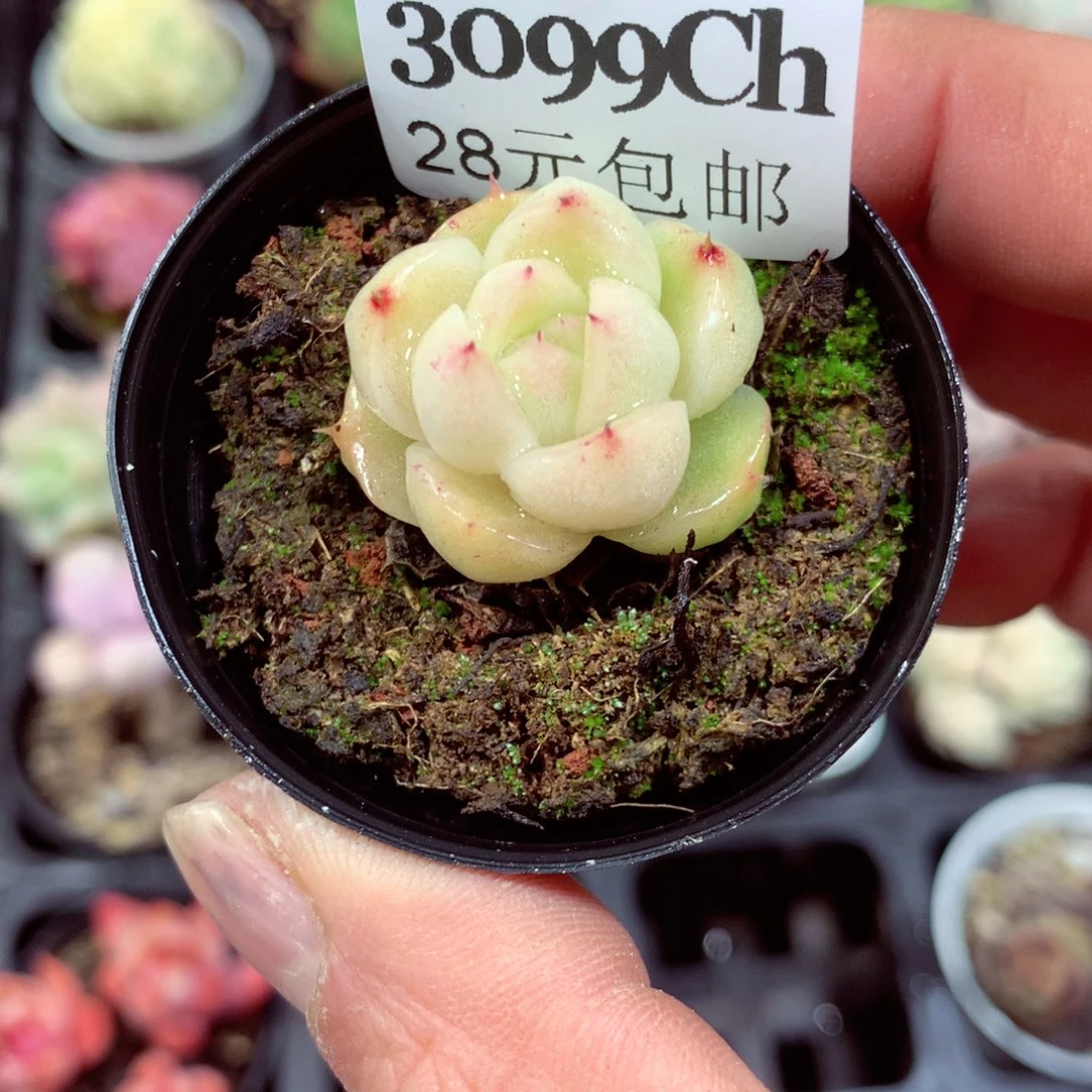 5厘米盆精控多肉3099