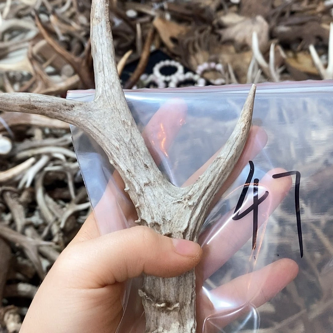 微瑕鹿鹿子鹿角鹿角