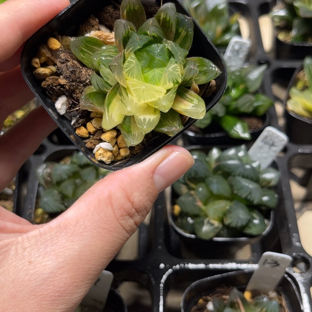 18龙鳞玉露锦一物一拍