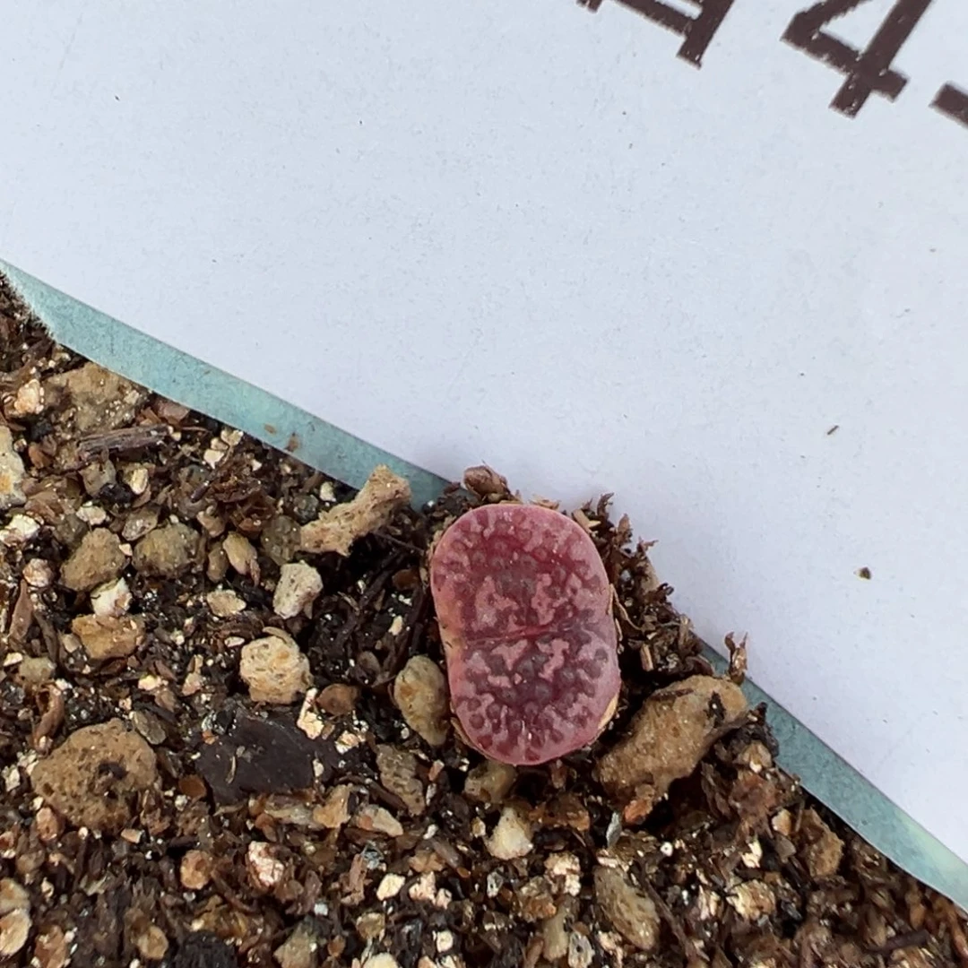 4-159马克李子多肉植物