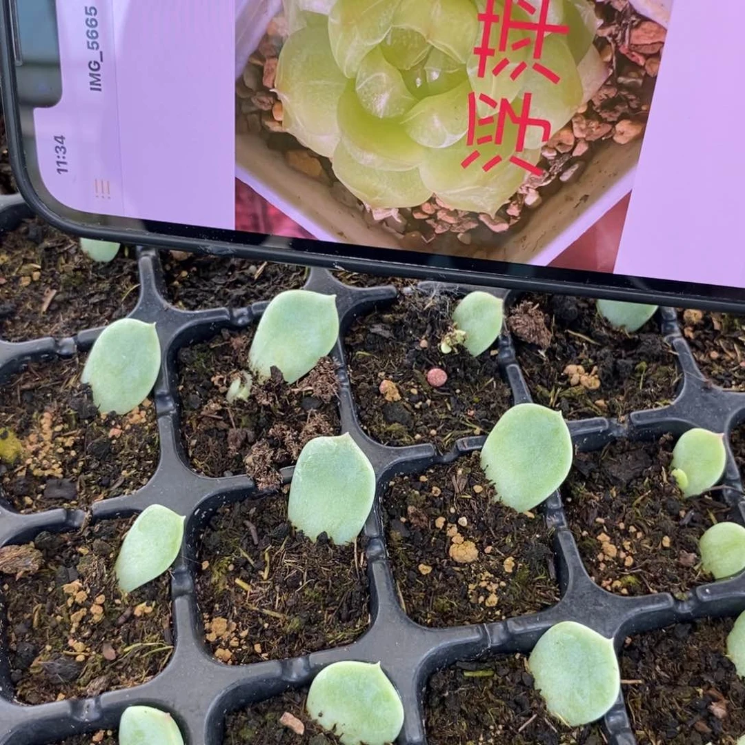 穴盘浮萍芽苗一个多肉