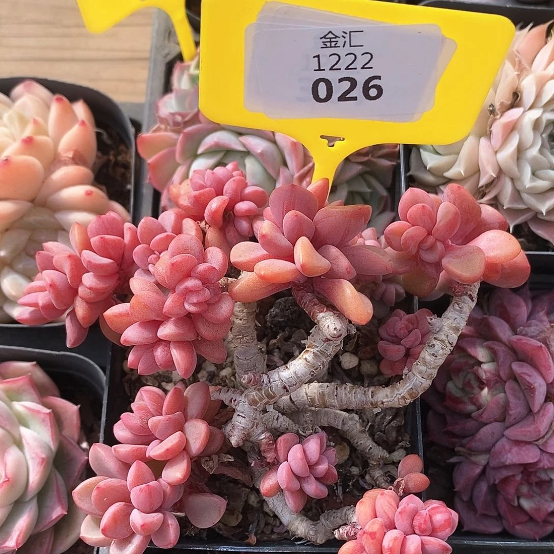 福利多多。1222026