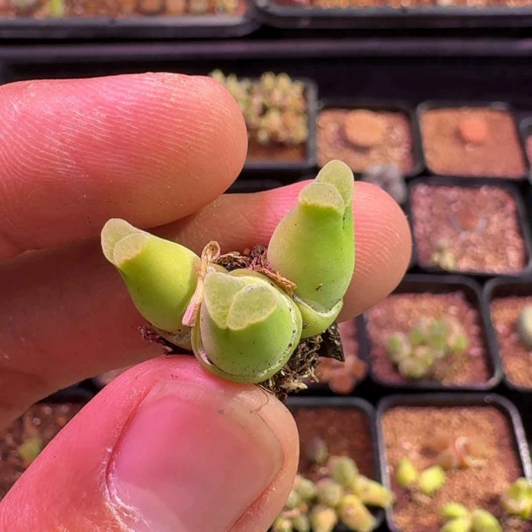 招**寳云缦精品番杏 17.22