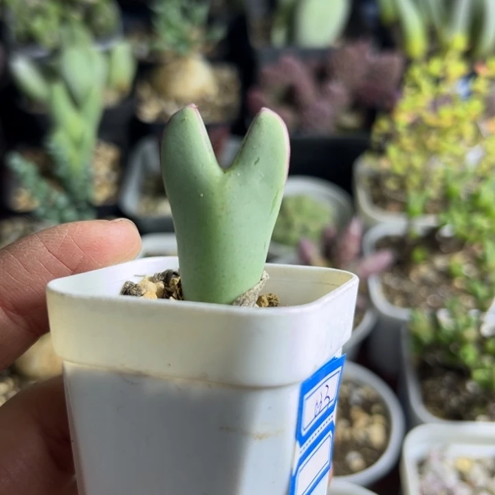 033 少将多肉植物