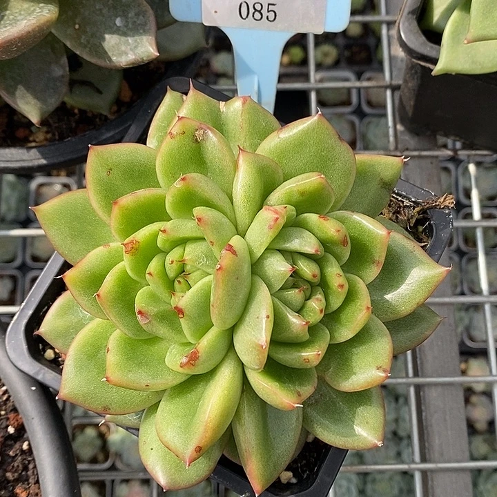 x085-多肉植物 双芯变异