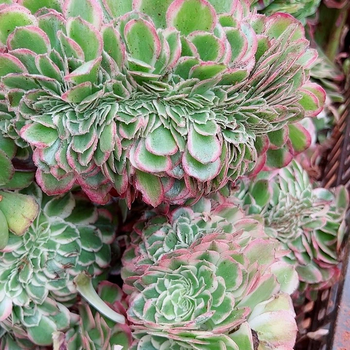 玉资缀多肉植物大战